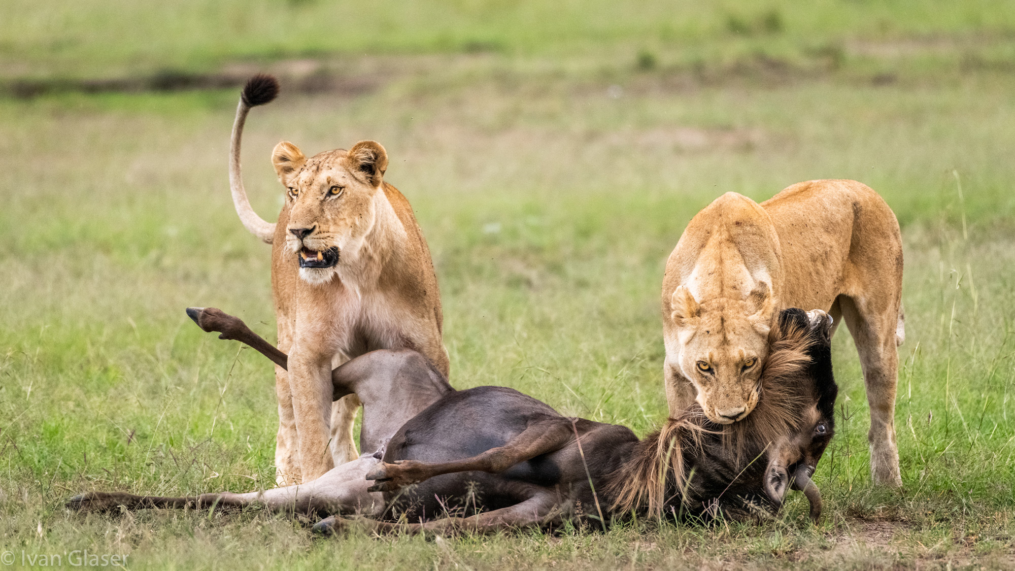 Lionesses with wildebeest kill in Maasai Mara