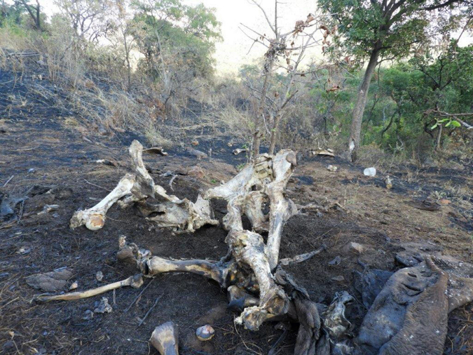 Elephant bones in Songimvelo Nature Reserve, South Africa