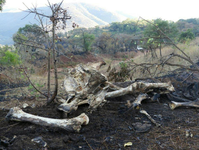 Elephant bones in Songimvelo Nature Reserve