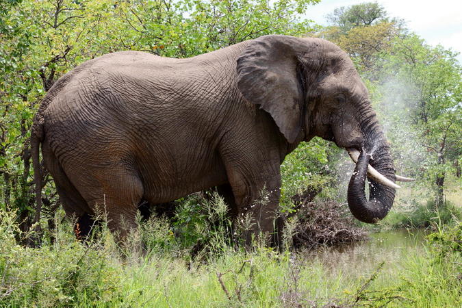 elephant populations are declining across Africa - Africa Geographic