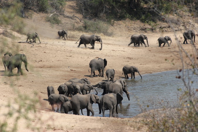 Elephant family herd at a waterhole in a reserve in South Africa