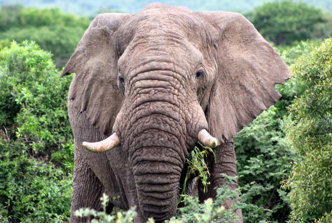 Elephant in a reserve in South Africa