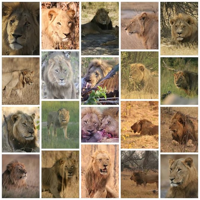 Lions that have been killed by hunters in the region over the last 10 years 