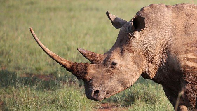 White rhino with large horns