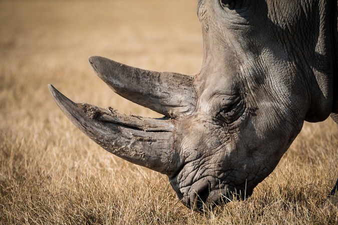 Large white rhino grazing, rhino horn