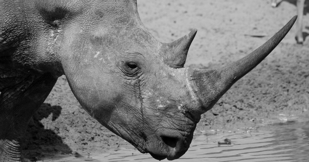 white and black rhinoceros