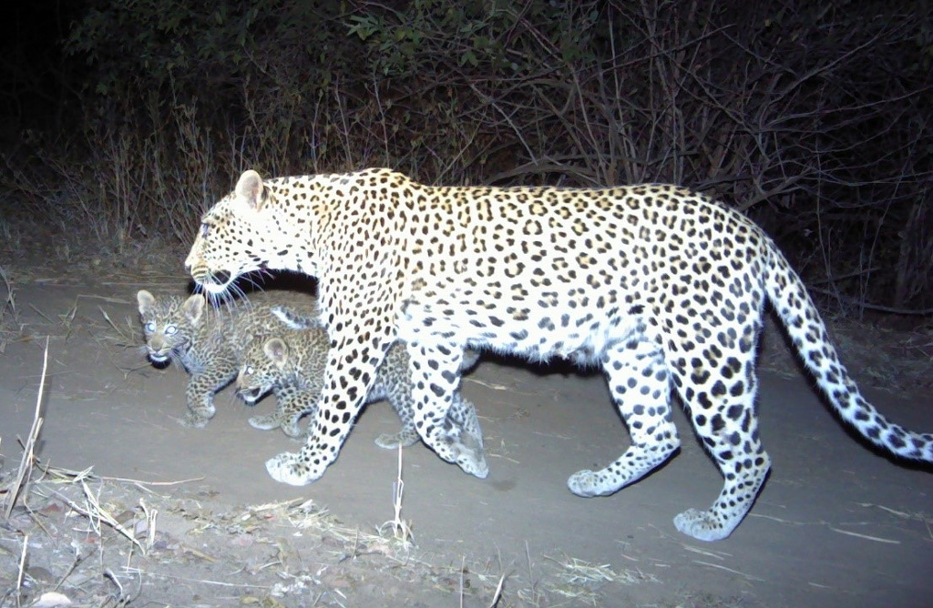 A female leopard with her cubs in Hurungwe Safari Area, Zimbabwe