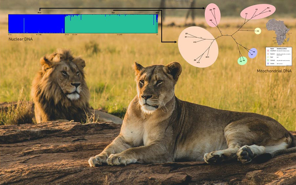 Diagram with lions in background