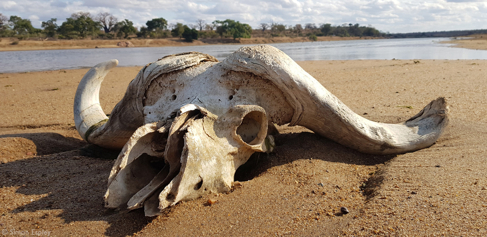 Skull of a buffalo on a riverbank in Gonanezhou National Park