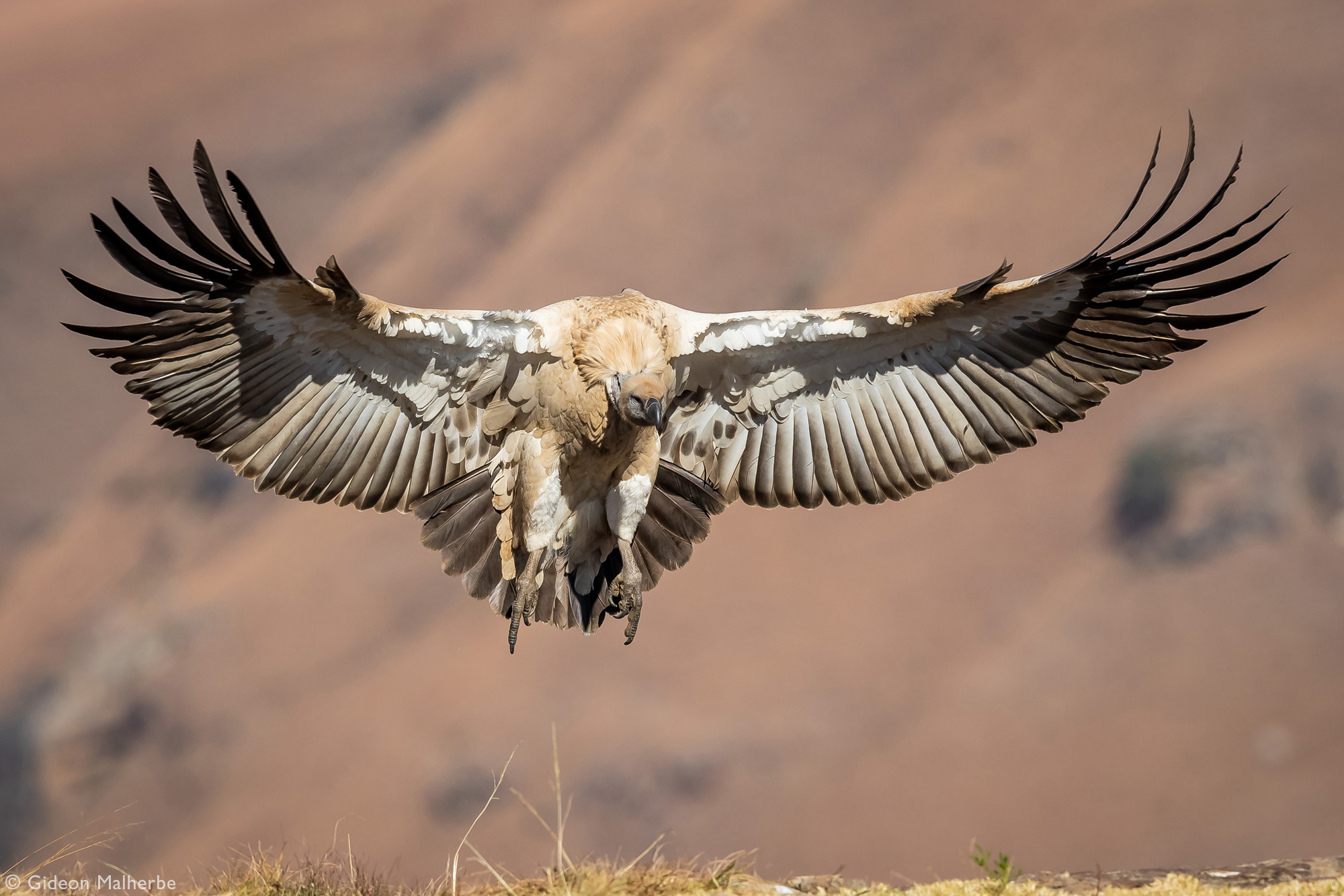 Cape vulture landing at Giant's Castle in Drakensberg