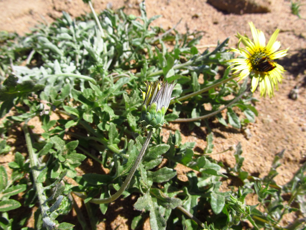 Closed and open cape dandelion (Arcotheca calendula )