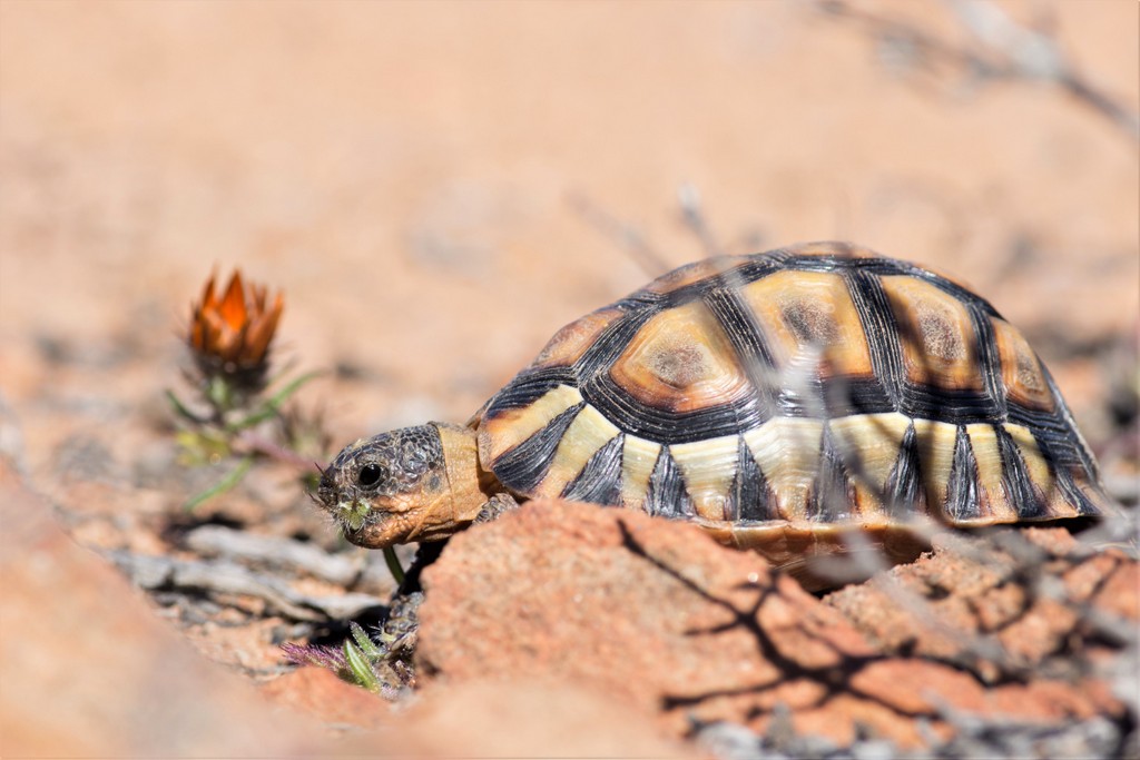 Tortoise eating vegetation