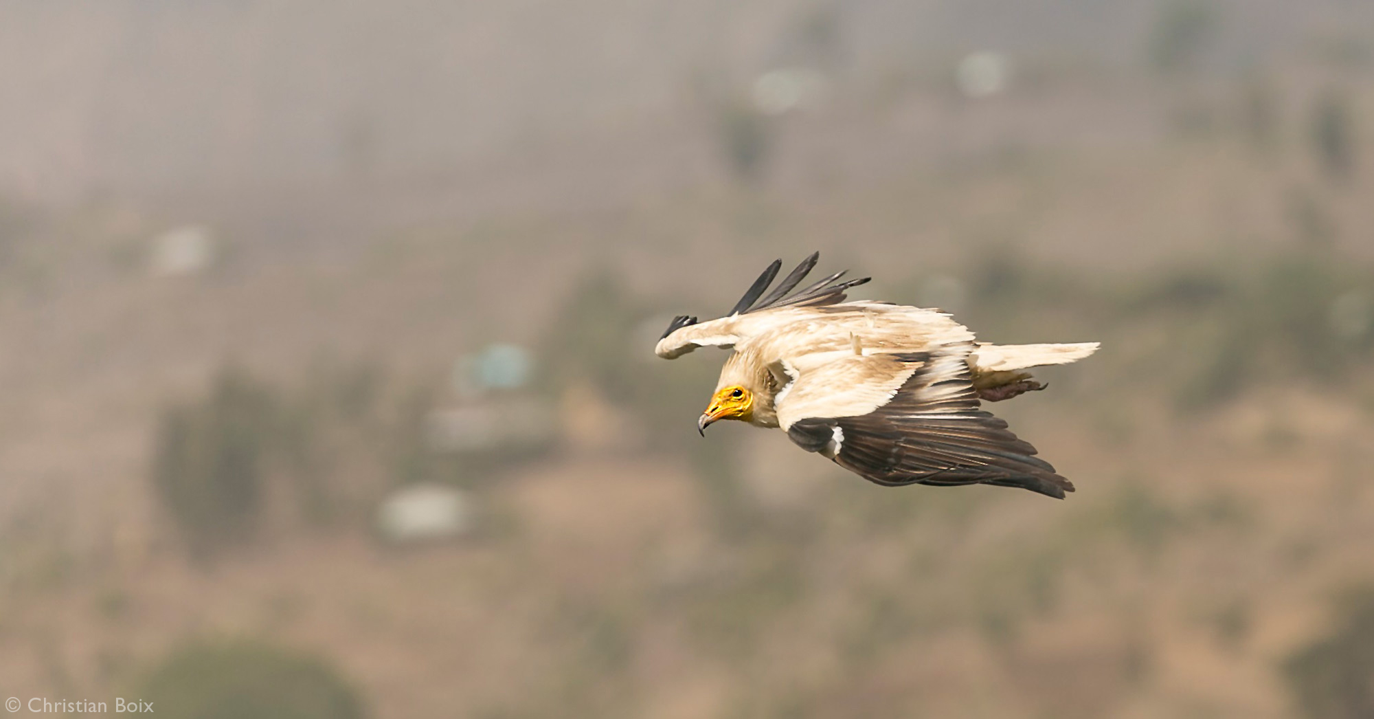 Egyptian vulture in flight