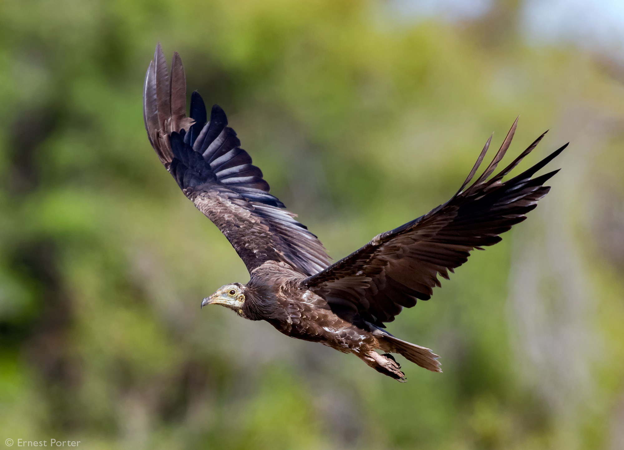 A juvenile Egyptian vulture in flight