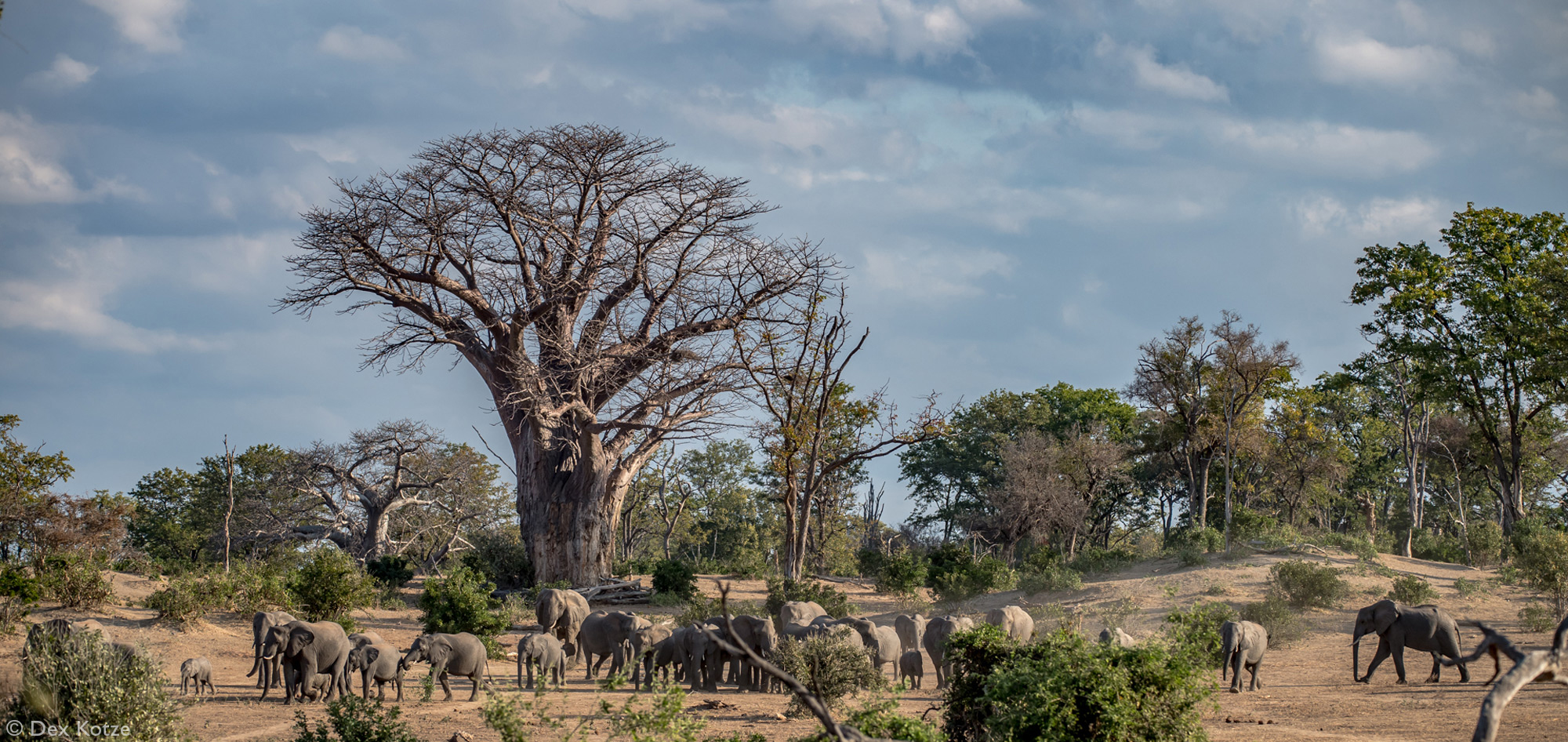 Elephants and baobab trees in Gonarezhou National Park, Zimbabwe