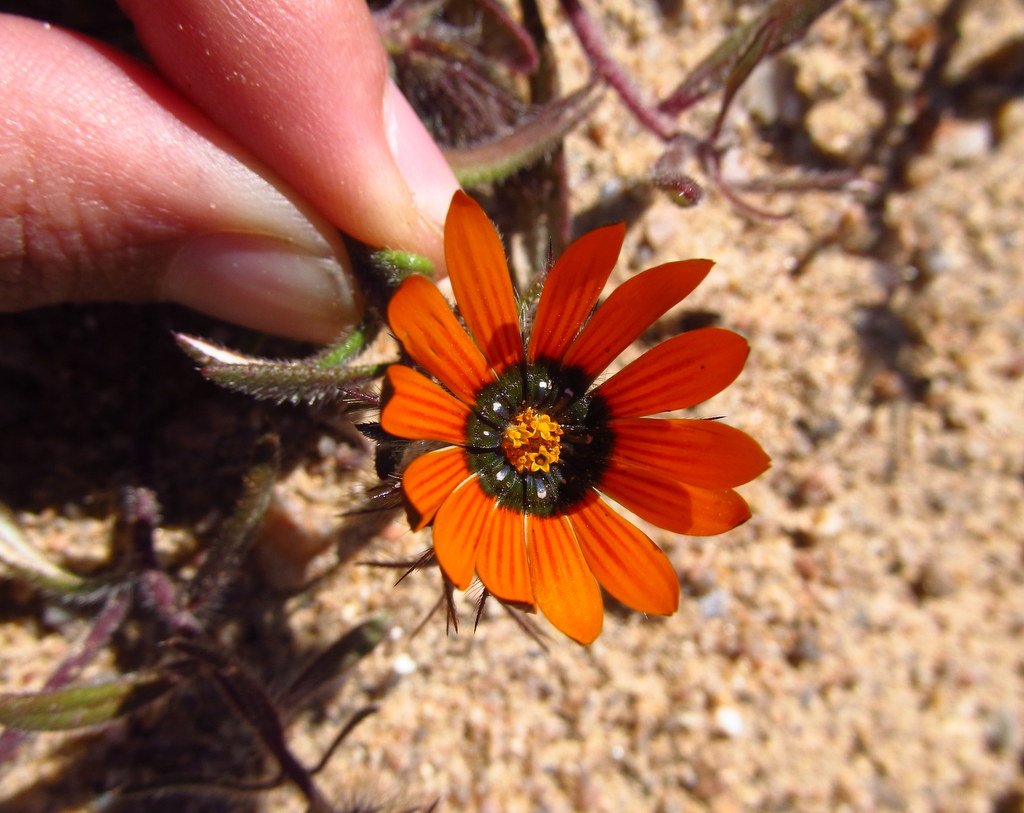 Beetle daisy (Gorteria diffusa)