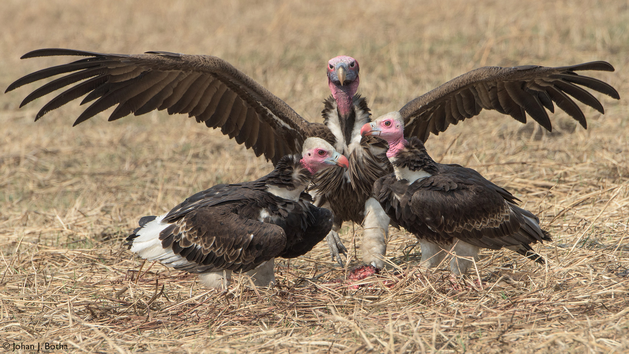 A lappet-faced vulture chases two white-headed vultures from carcass scraps in Kafue National Park, Zambia