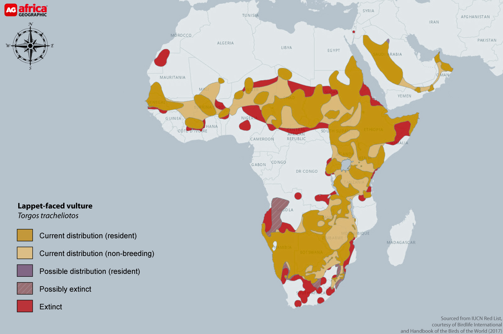 Distribution map of lappet-faced vulture