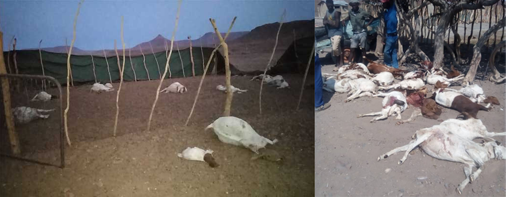 Two photos showing goats killed by lions in the Kunene region in Namibia