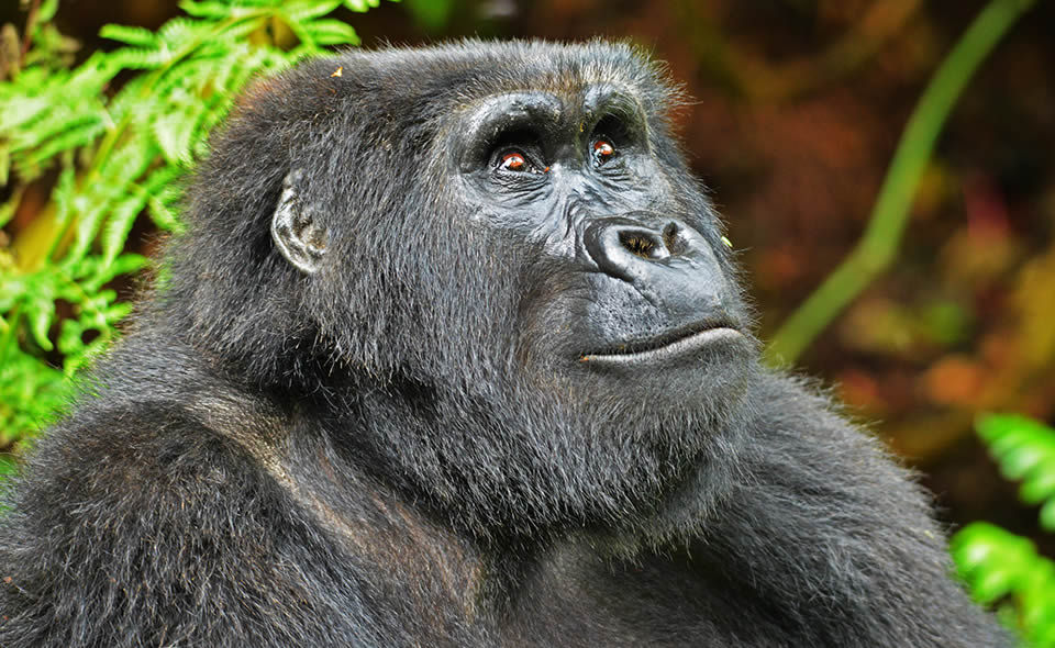 Mountain gorilla in Bwindi Impenetrable National Park