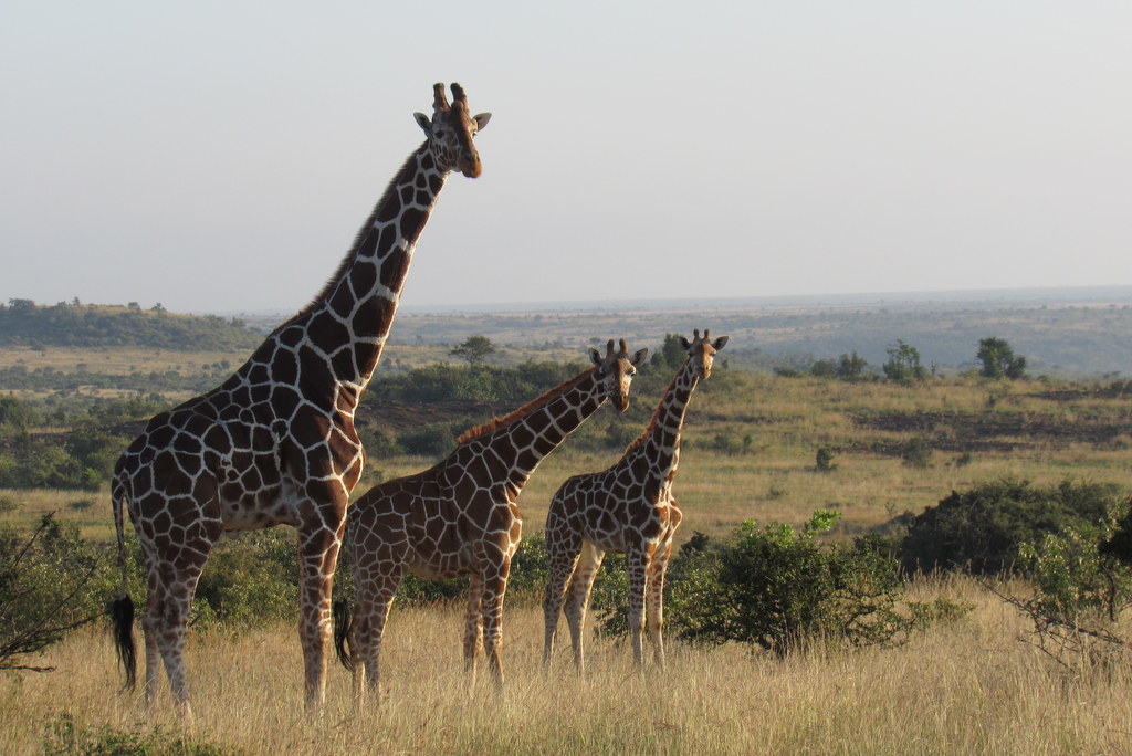 Reticulated giraffe in northern Kenya