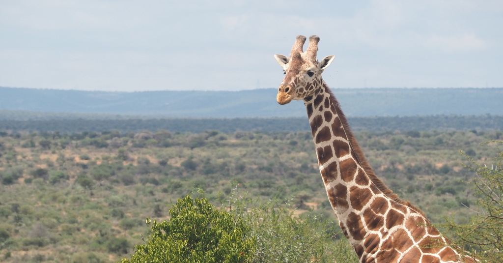 Reticulated giraffe male in Kenya