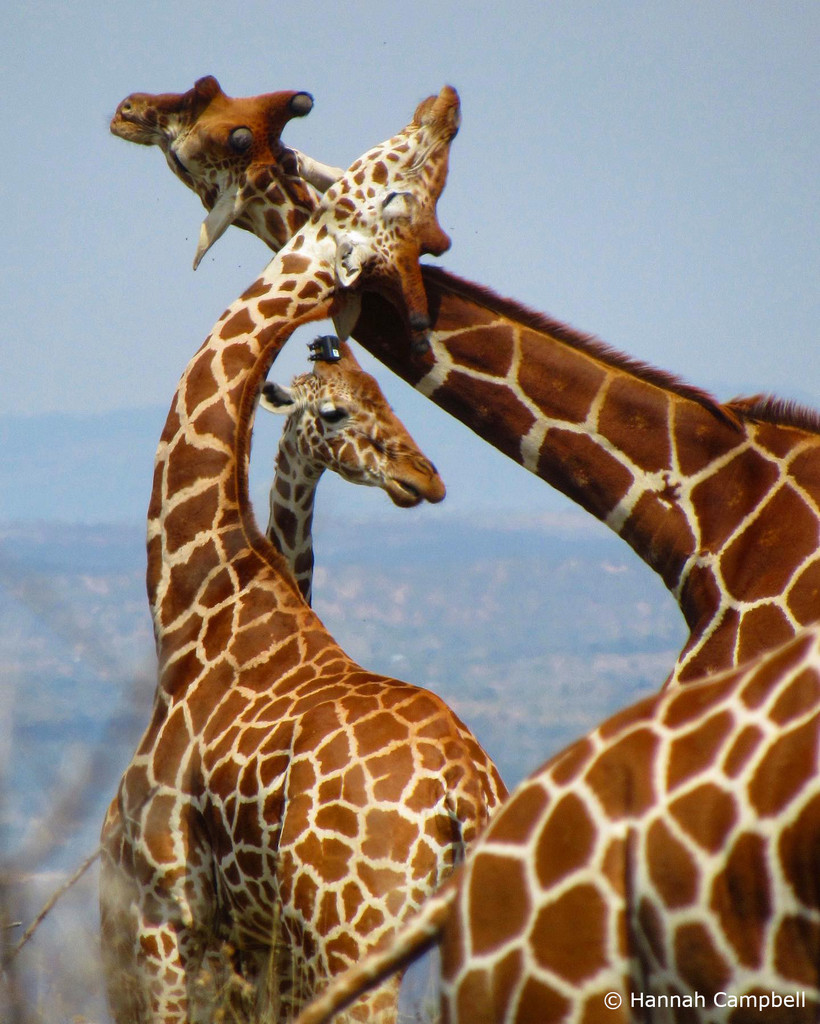 Reticulated giraffe necking and a tagged giraffe 