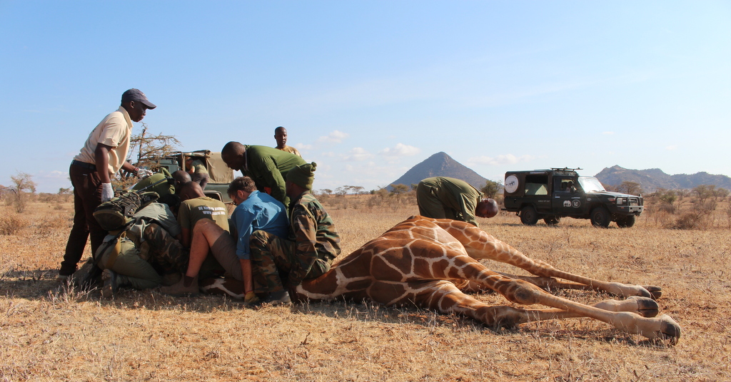 Reticulated giraffe restrained by the team in northern Kenya