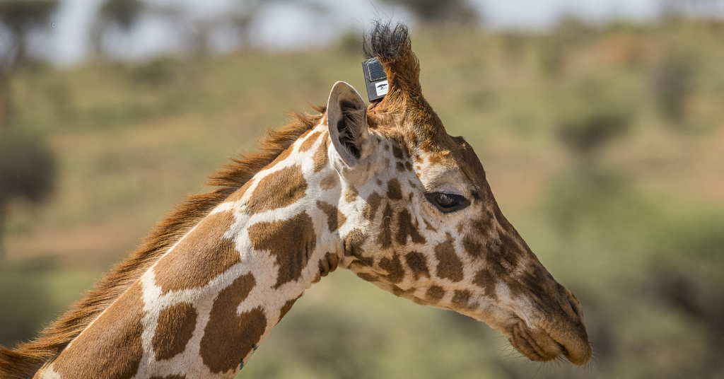 Reticulated giraffe fitted with tracking unit