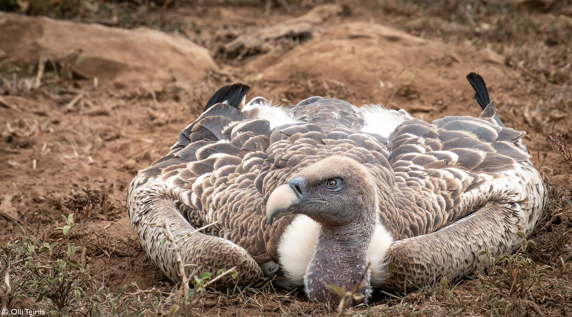 A Rüppell’s vulture digesting after a hefty meal in the Ol Kinyei Conservancy, Kenya