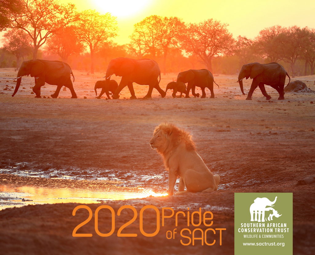 Order now! Support lion conservation through SACT's 2020 calendar