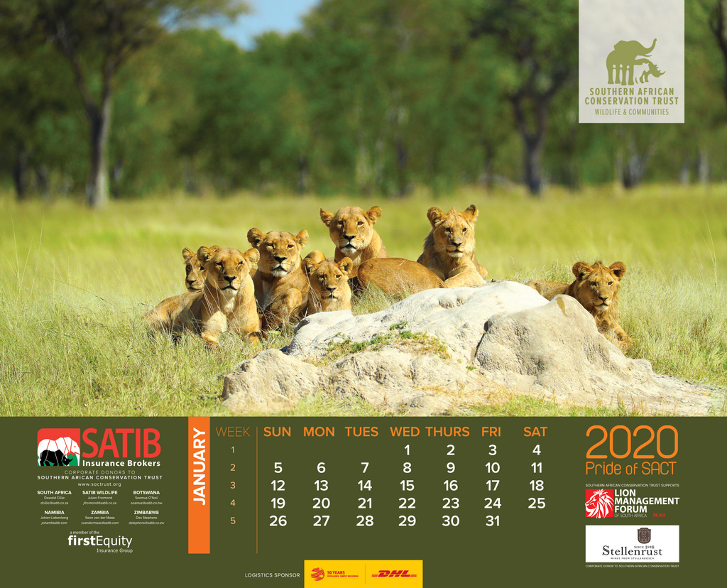 Order now! Support lion conservation through SACT's 2020 calendar