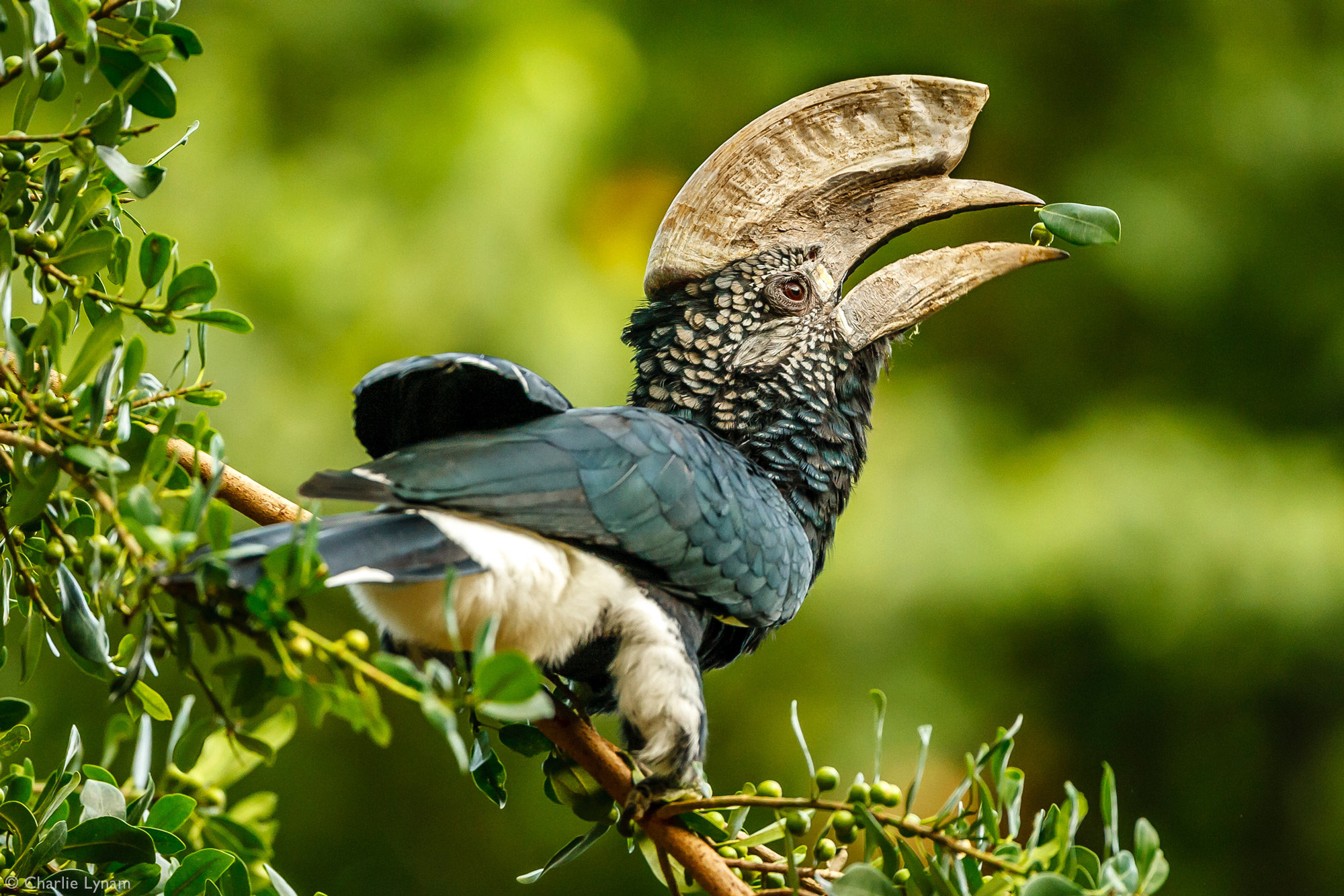 Silvery-cheeked hornbill in Lake Manyara National Park, Tanzania