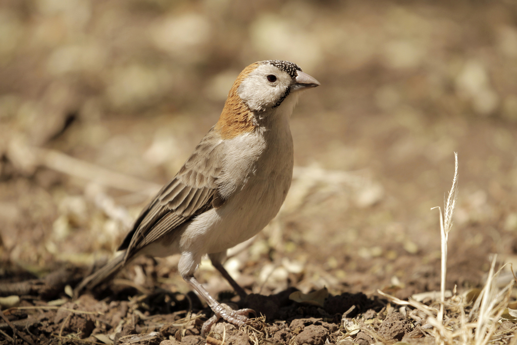 Speckled-fronted weaver 