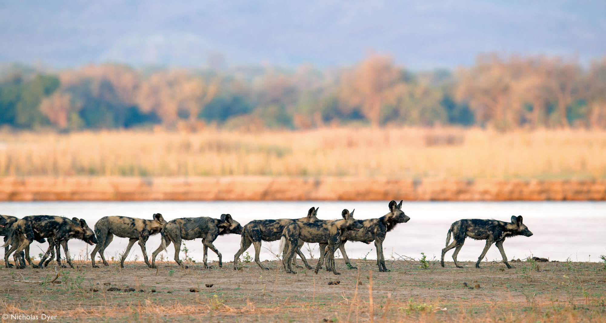 Painted wolf pack, African wild dog pack, on the hunt in Mana Pools in Zimbabwe