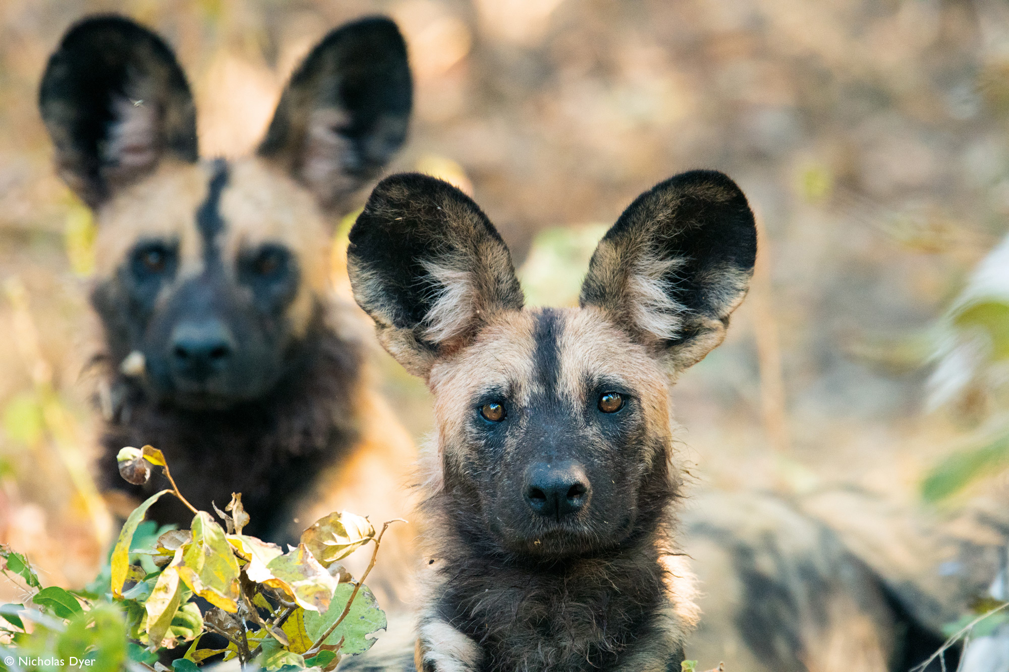 Painted wolves, African wild dogs, alpha male and female in Mana Pools, Zimbabwe