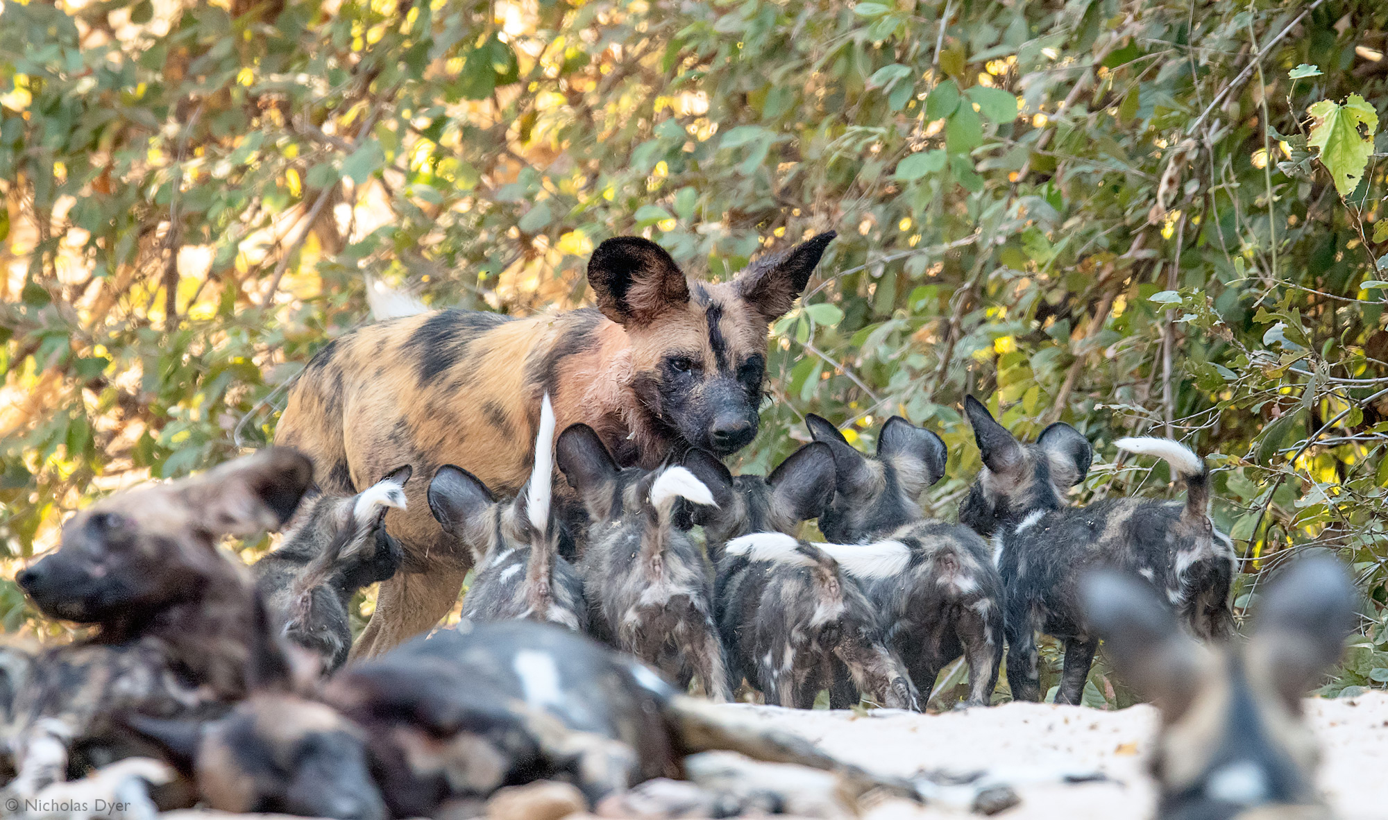 Painted wolf adult surrounded by puppies in Mana Pools in Zimbabwe