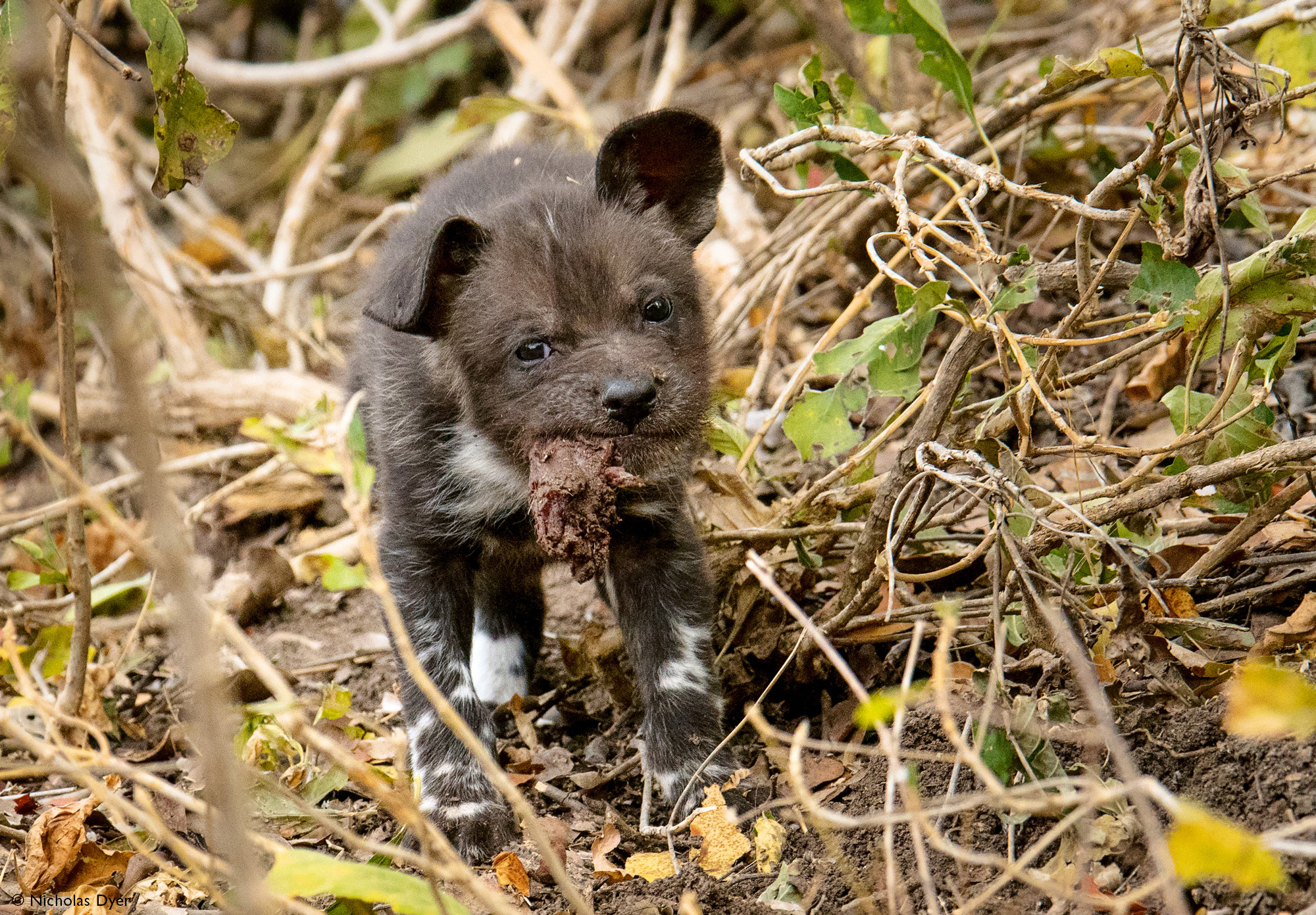 Painted wolf puppy with food in Mana Pools in Zimbabwe