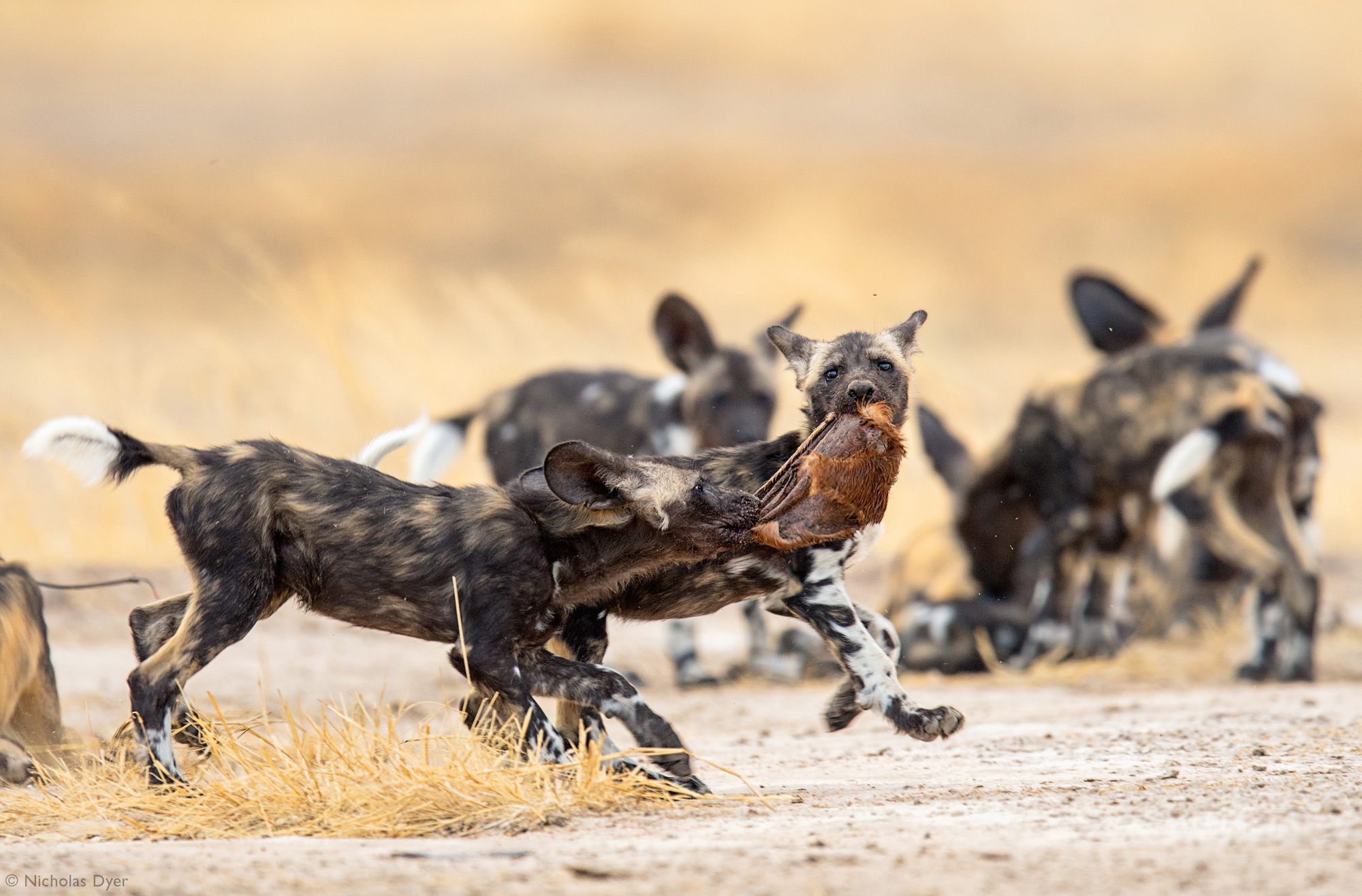 Two painted wolf puppies playing with skin of a carcass in Mana Pools in Zimbabwe