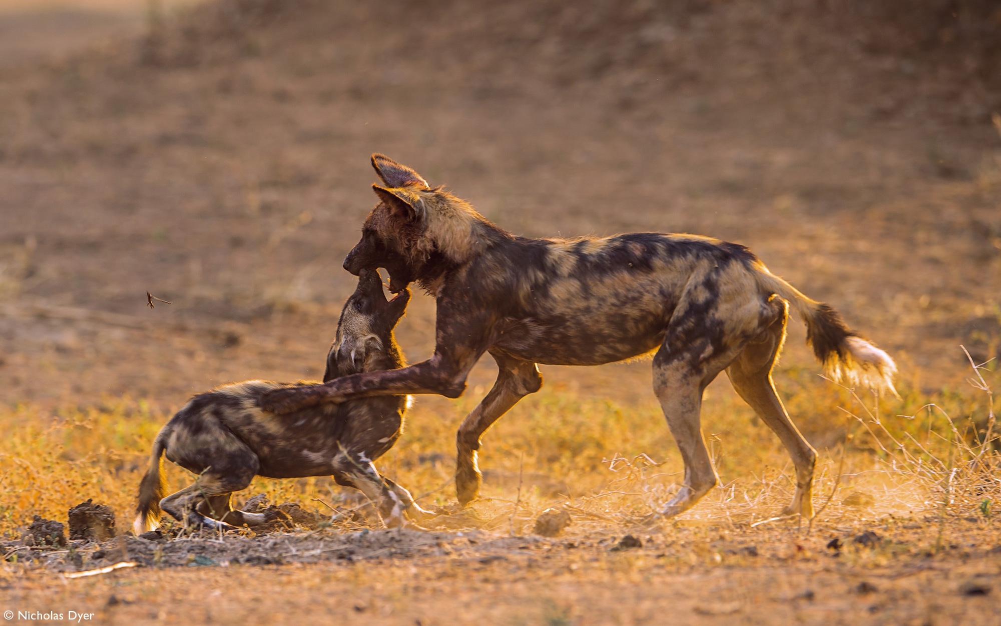 Painted wolf with juvenile in Mana Pools in Zimbabwe