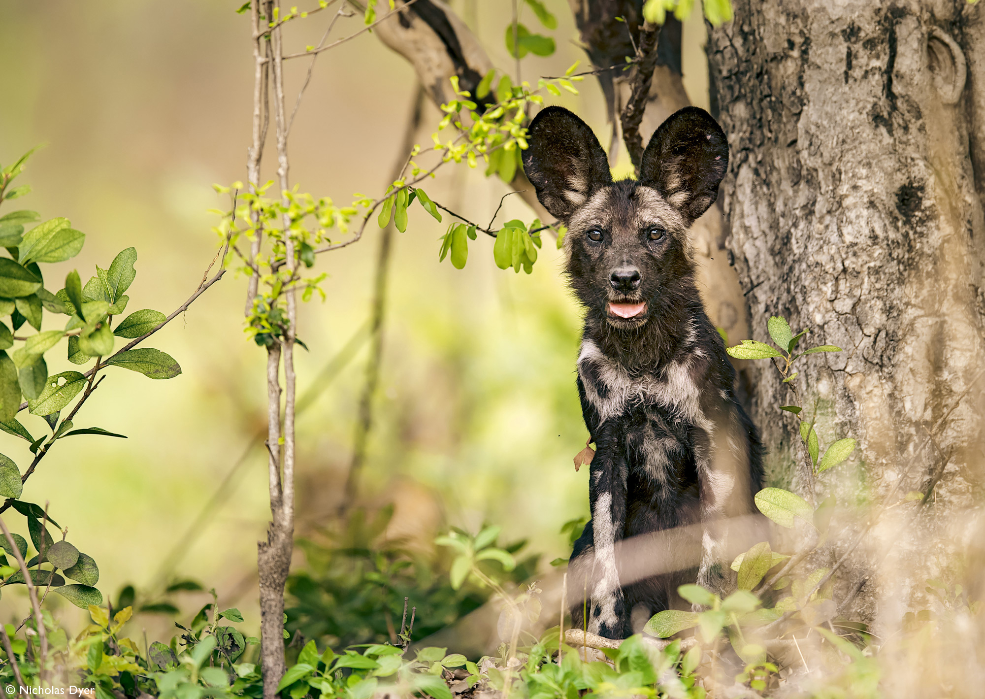 Juvenile painted wolf, African wild dog, in Mana Pools in Zimbabwe