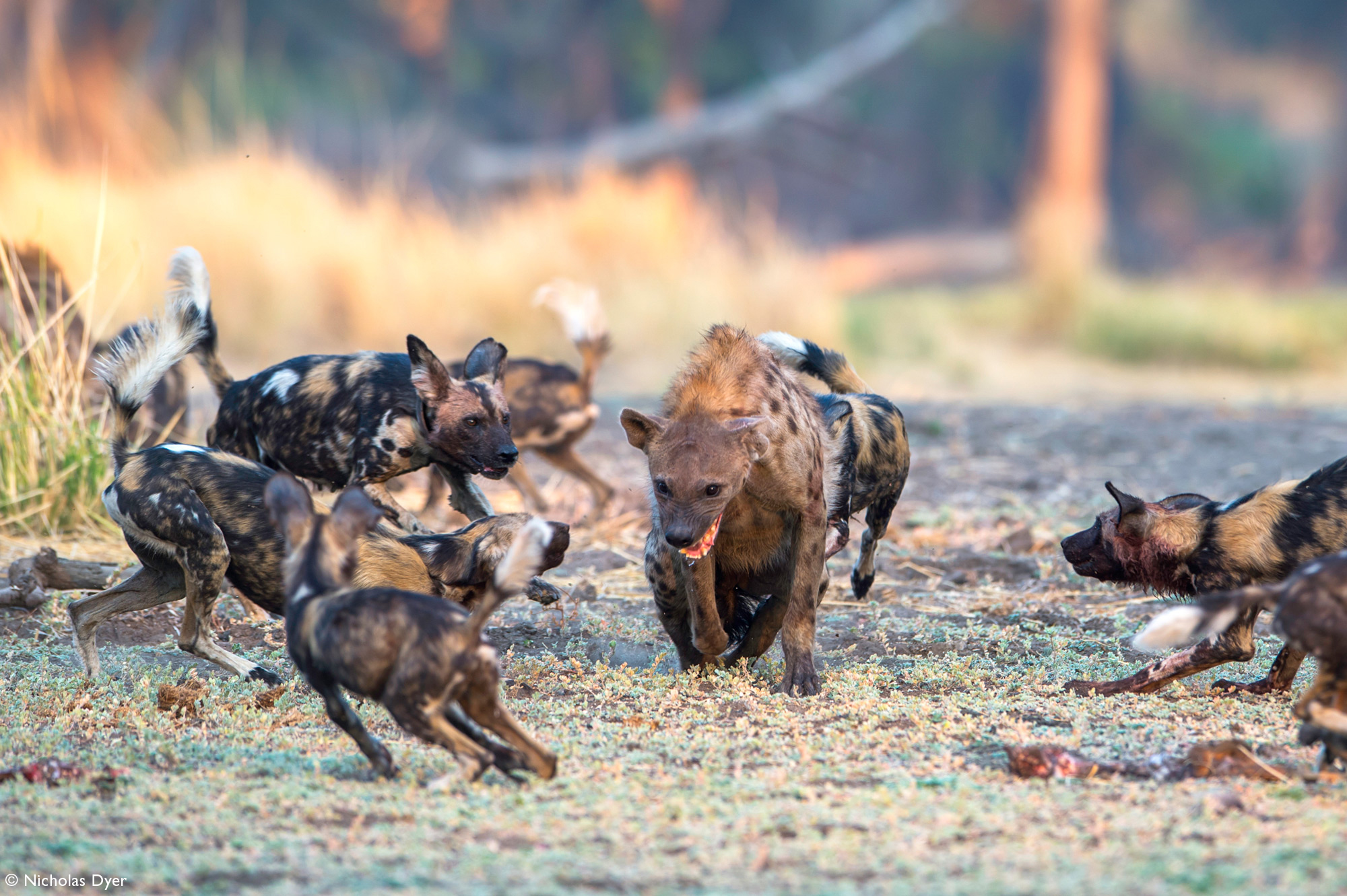 Hyena surrounded by a pack of painted wolves, African wild dogs, in Mana Pools in Zimbabwe