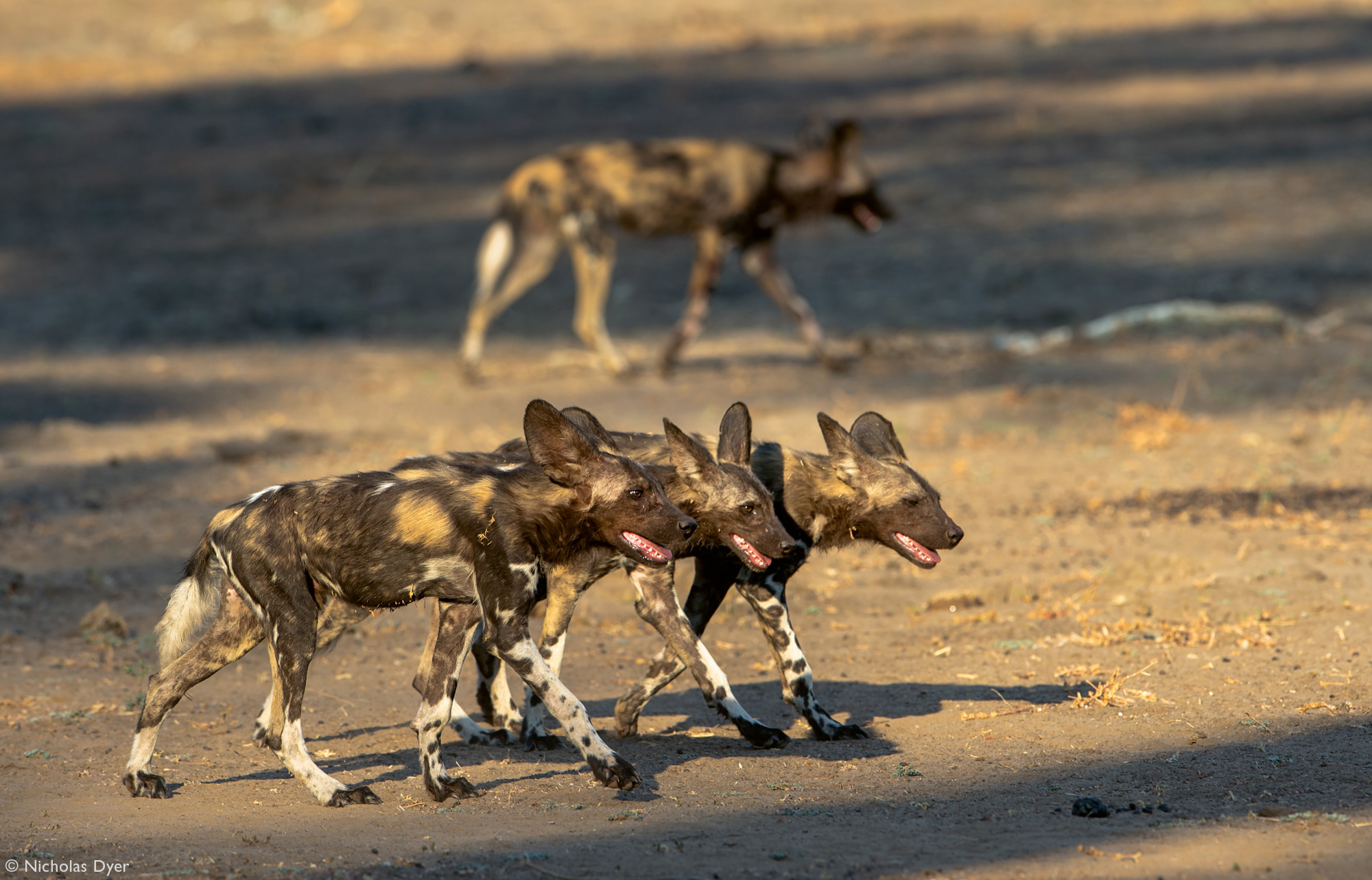 Three young painted wolves in Mana Pools in Zimbabwe