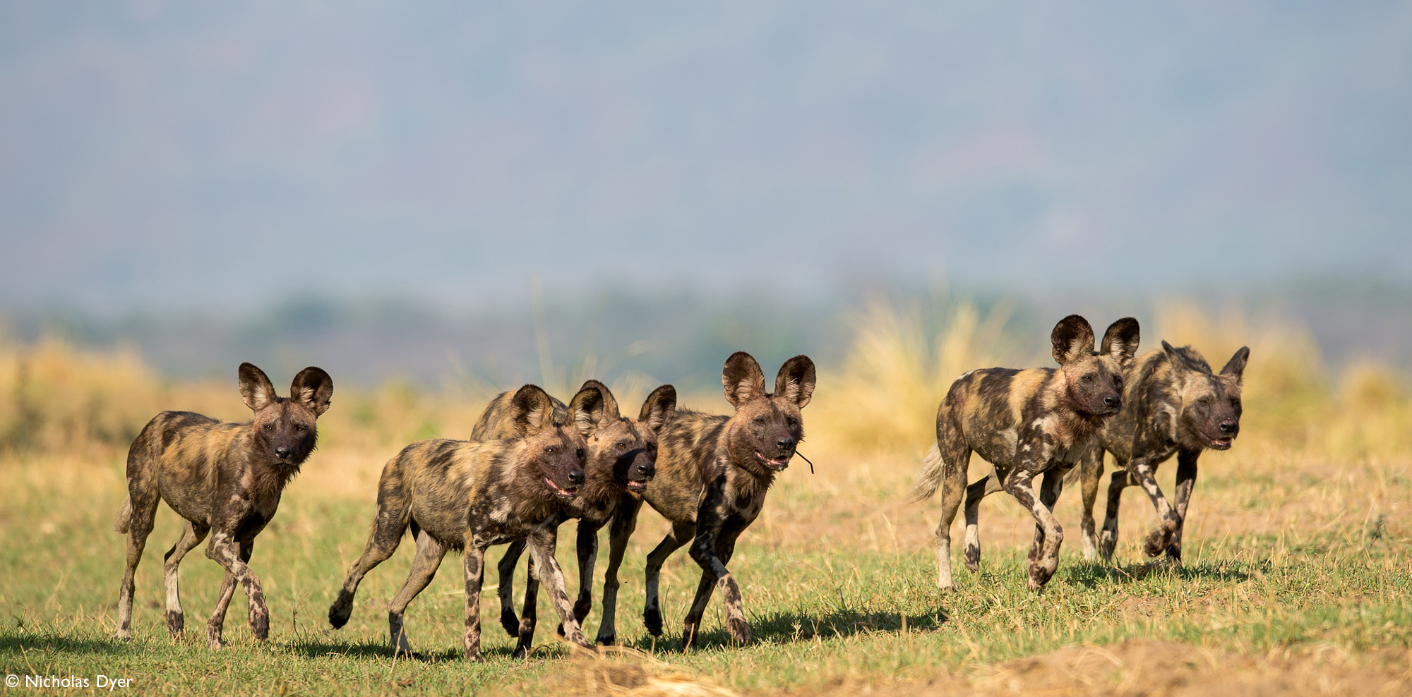 Painted wolves, African wild dogs, Nyamatusi Pack in Mana Pool, Zimbabwe