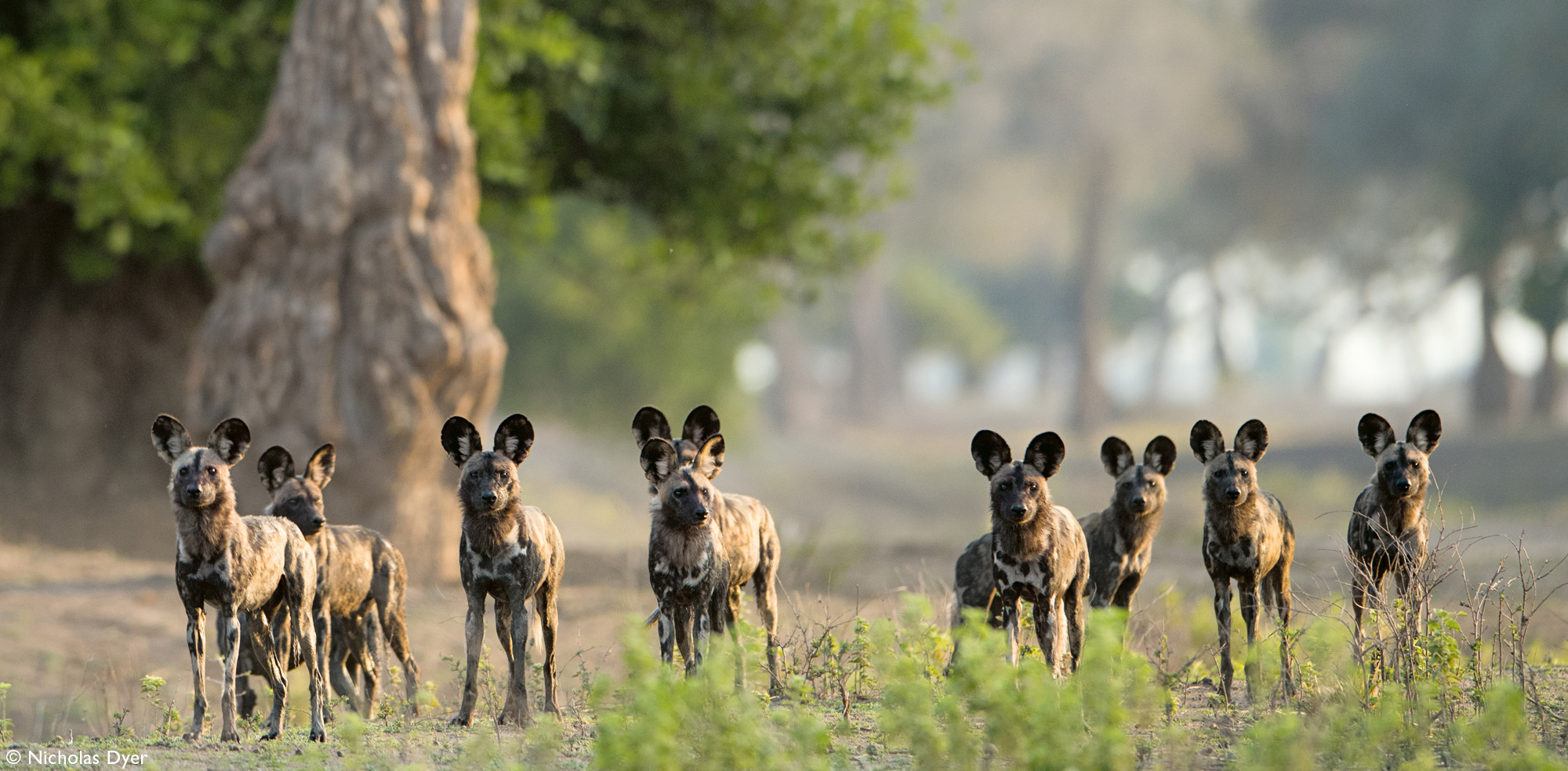 Painted wolf pack, African wild dog pack, in Mana Pools in Zimbabwe