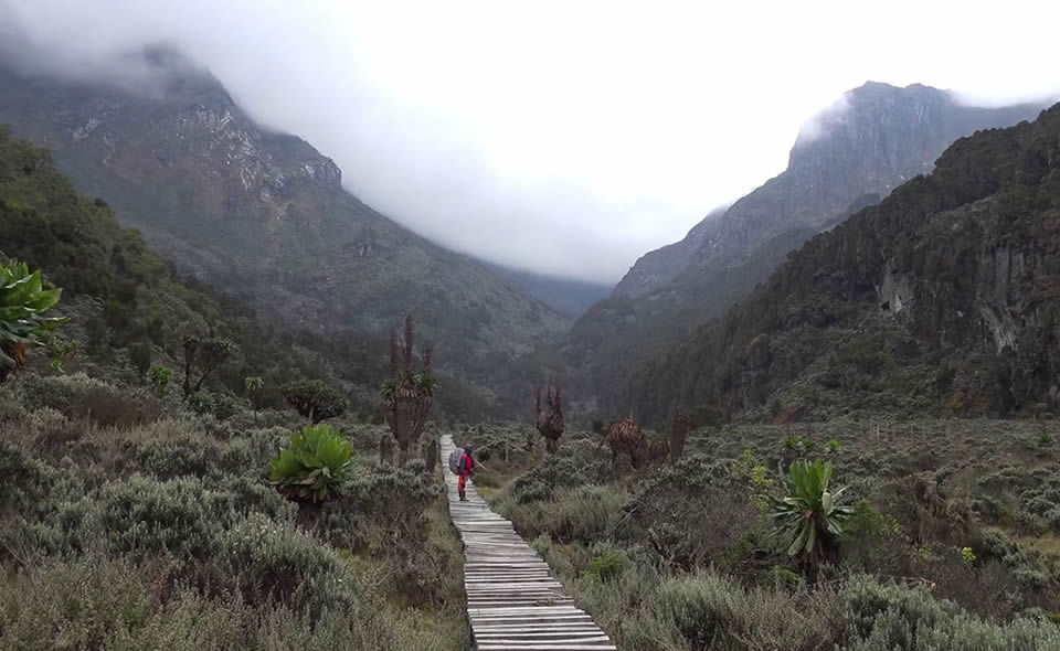 Hiking through the Rwenzori Mountains