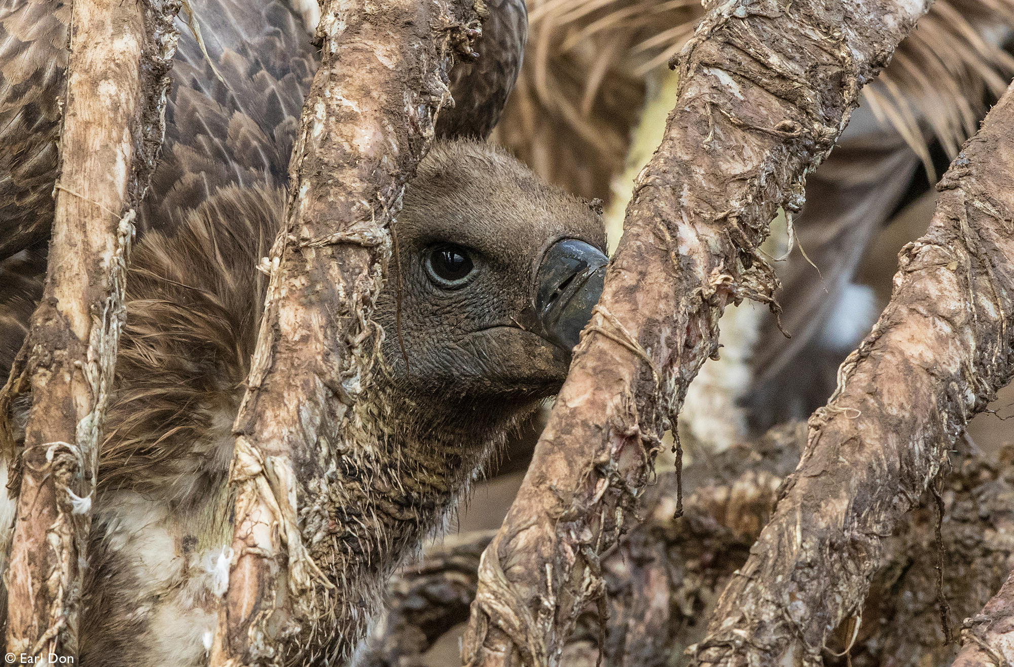 Vulture inside rib cage of carcass in Mashatu Game Reserve in Botswana