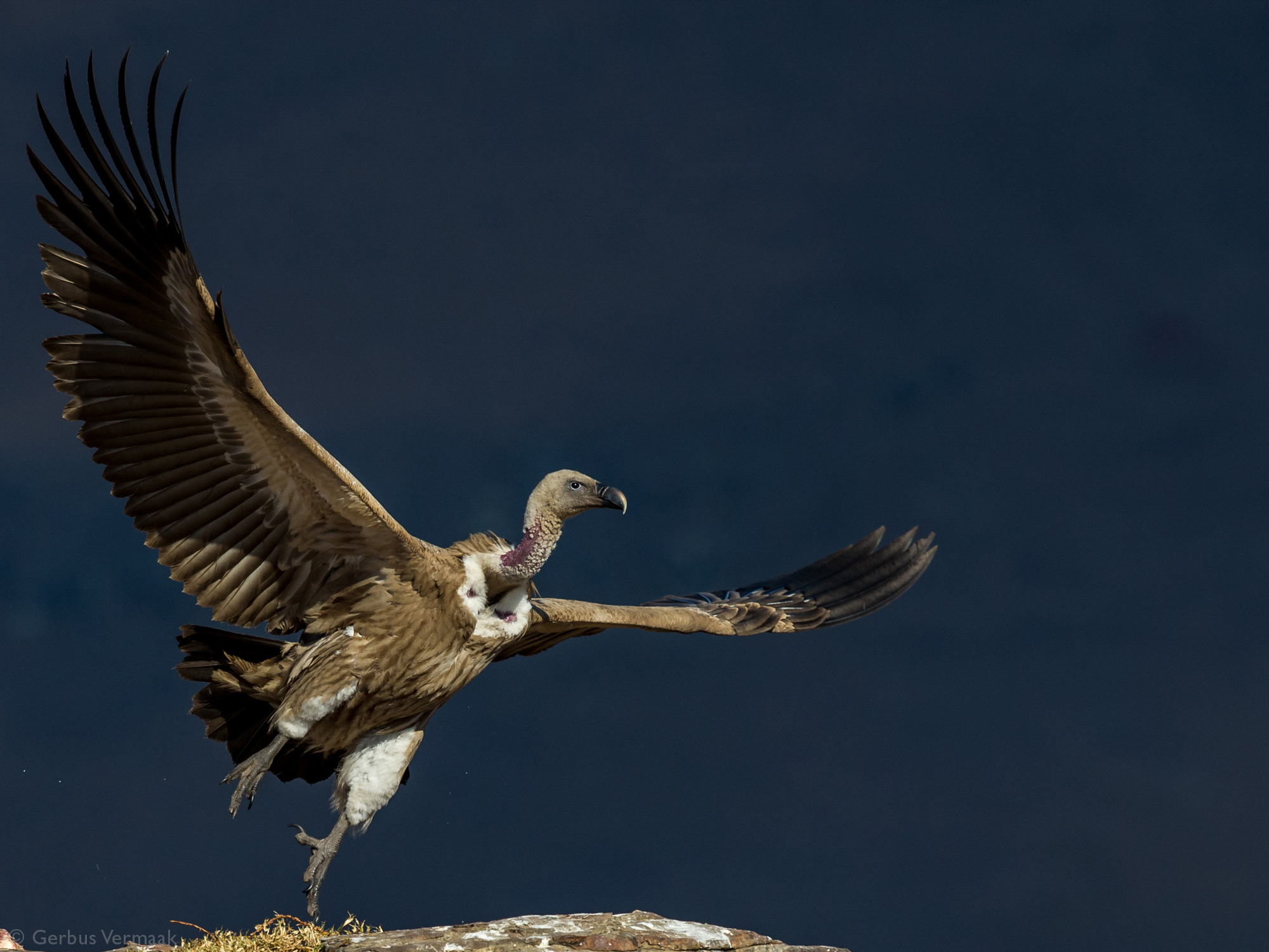 A white-backed vulture takes off at Giant's Castle in the Drakensberg