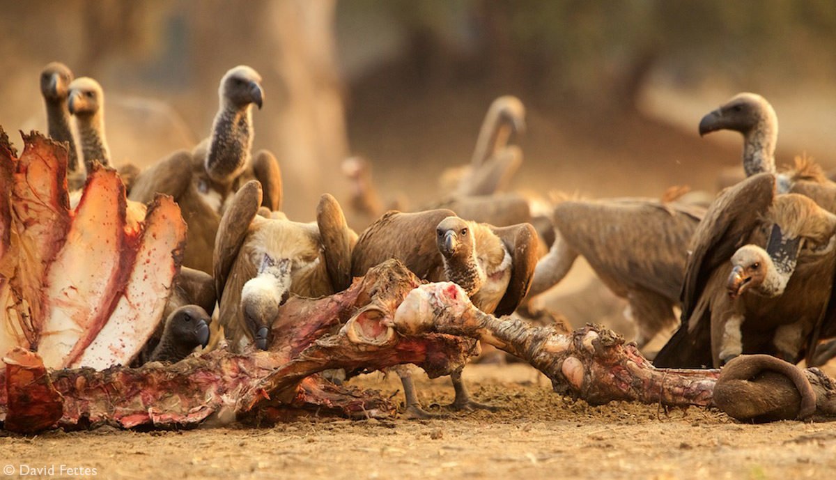 White-backed vultures at a large carcass in Mana Pools National Park