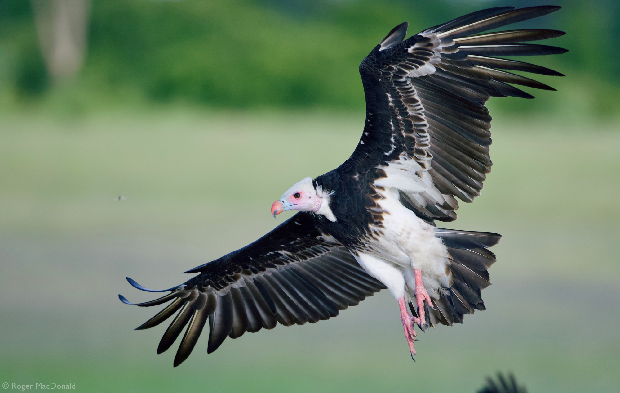 A white-headed vulture comes in to land in Hwange National Park, Zimbabwe